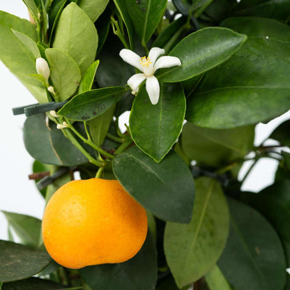 Fruit Trees Apelsinträd - Set Om 2 - Citrus Mitis 'Calamondin' - Höjd 35-40Cm - ⌀14Cm