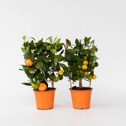 Fruit Trees Apelsinträd - Set Om 2 - Citrus Mitis 'Calamondin' - Höjd 35-40Cm - ⌀14Cm