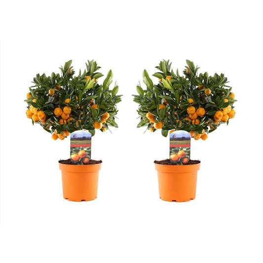 Fruit Trees Apelsinträd - Set Om 2 - Citrus Microcarpa 'Calamondin' - Höjd 35-40Cm - ⌀14Cm