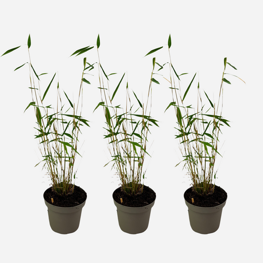 Florastore Blå Bambu - Set Om 3 - Fargesia Papyrifera 'Blue Dragon' - Höjd 30-40Cm - ⌀13Cm