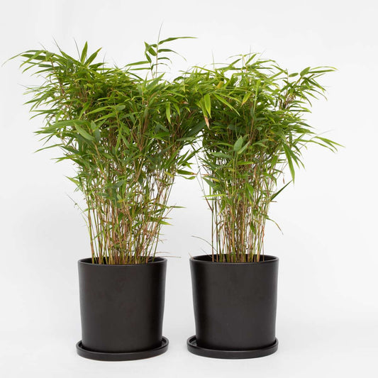 Florastore Glansbambu - Set Om 6 - Fargesia Nitida 'Gansu' - Höjd 50-70Cm - ⌀17Cm