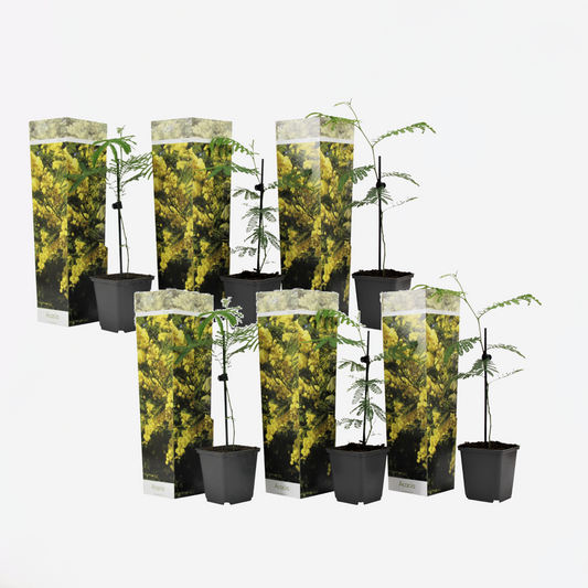 Florastore Mimosaträd - Set Om 6 - Mimosa Dealbata - Höjd 25-40Cm - ⌀9Cm