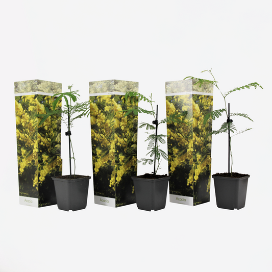 Florastore Mimosaträd - Set Om 3 - Mimosa Dealbata - Höjd 25-40Cm - ⌀9Cm