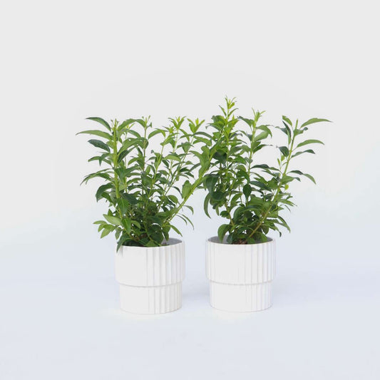 Florastore Guldbuske - Set Om 2 - Forsythia Intermedia 'Minigold' - Höjd 25-40Cm - ⌀17Cm