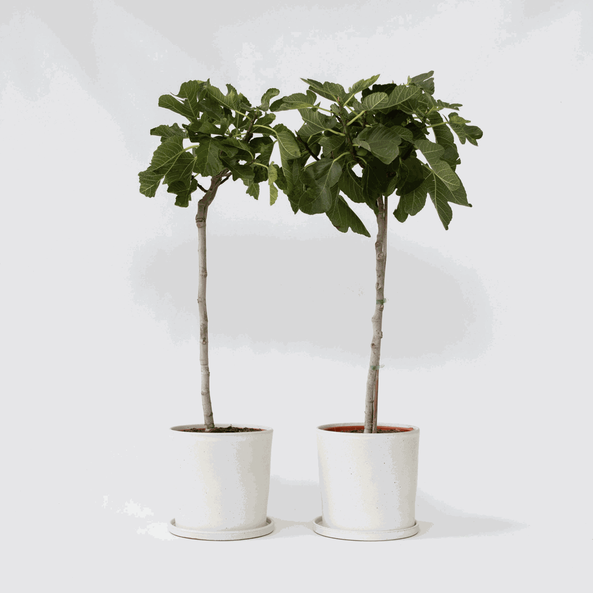 Fruit Trees Fikon - Set Om 2 - Ficus Carica - Höjd 70-90Cm - ⌀21Cm