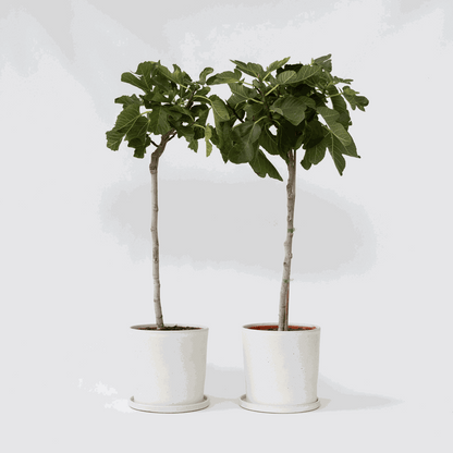 Fruit Trees Fikon - Set Om 2 - Ficus Carica - Höjd 70-90Cm - ⌀21Cm