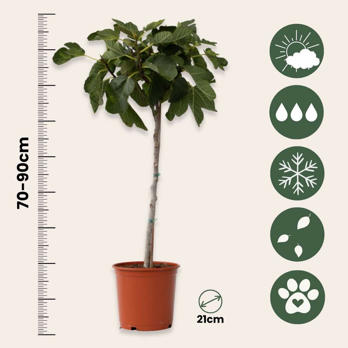 Fruit Trees Fikon - Set Om 2 - Ficus Carica - Höjd 70-90Cm - ⌀21Cm