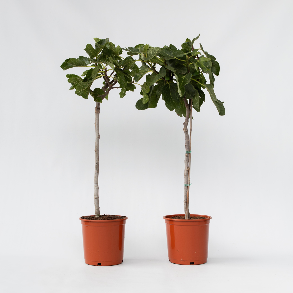 Fruit Trees Fikon - Set Om 2 - Ficus Carica - Höjd 70-90Cm - ⌀21Cm