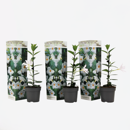 Florastore Bägarranka - Set Om 3 - Dipladenia Sanderii 'Rio White' - Höjd 25-40Cm - ⌀9Cm