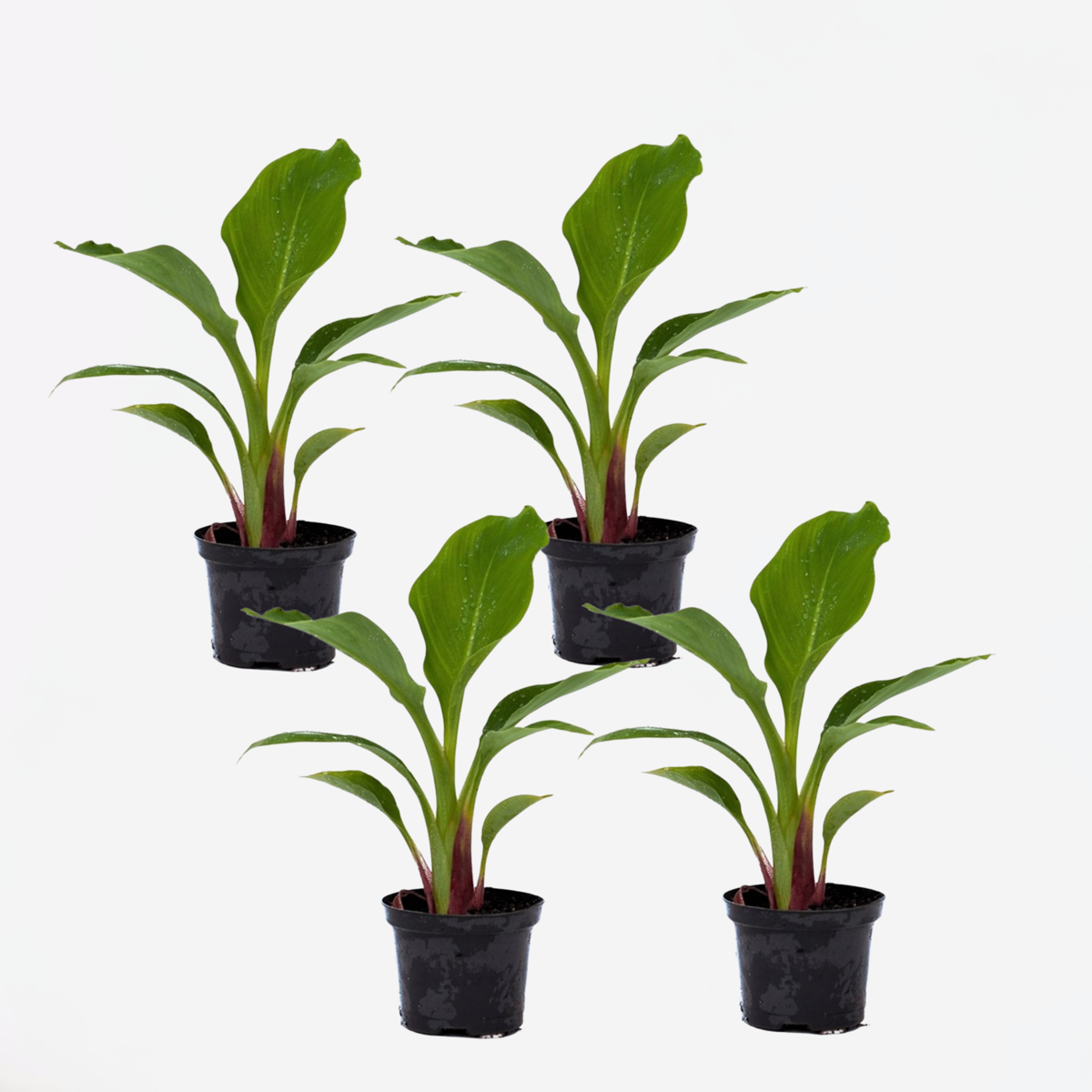 Florastore Bananväxt - Set Om 4 - Musella Lasiocarpa - Höjd 25-40Cm - ⌀9Cm