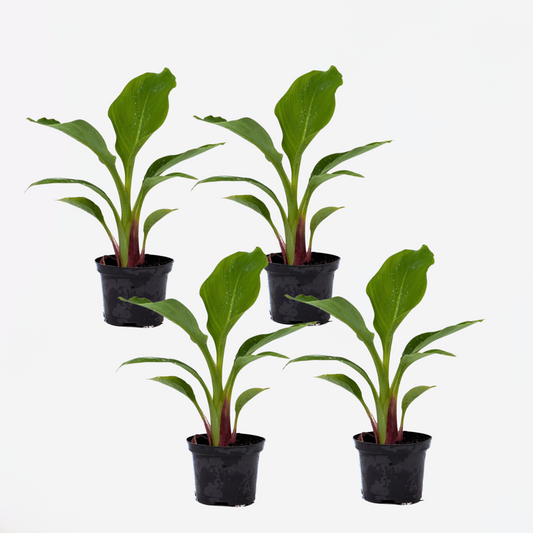 Florastore Bananväxt - Set Om 4 - Musella Lasiocarpa - Höjd 25-40Cm - ⌀9Cm
