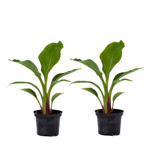 Florastore Bananväxt - Set Om 2 - Musella Lasiocarpa - Höjd 25-40Cm - ⌀9Cm