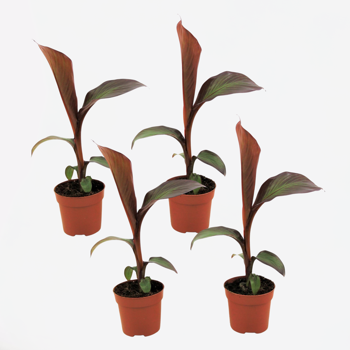 Florastore Bananväxt - Set Om 4 - Ensete Ventricosum 'Maurelli' - Höjd 20-30Cm - ⌀9Cm