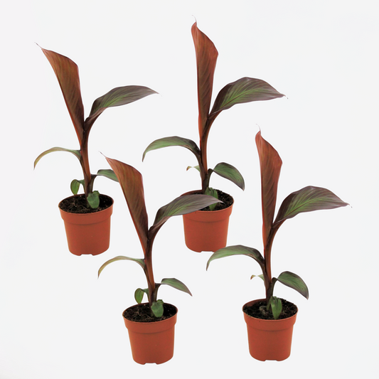 Florastore Bananväxt - Set Om 4 - Ensete Ventricosum 'Maurelli' - Höjd 20-30Cm - ⌀9Cm