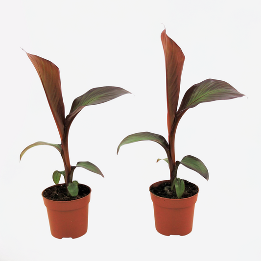 Florastore Bananväxt - Set Om 2 - Ensete Ventricosum 'Maurelli' - Höjd 20-30Cm - ⌀9Cm