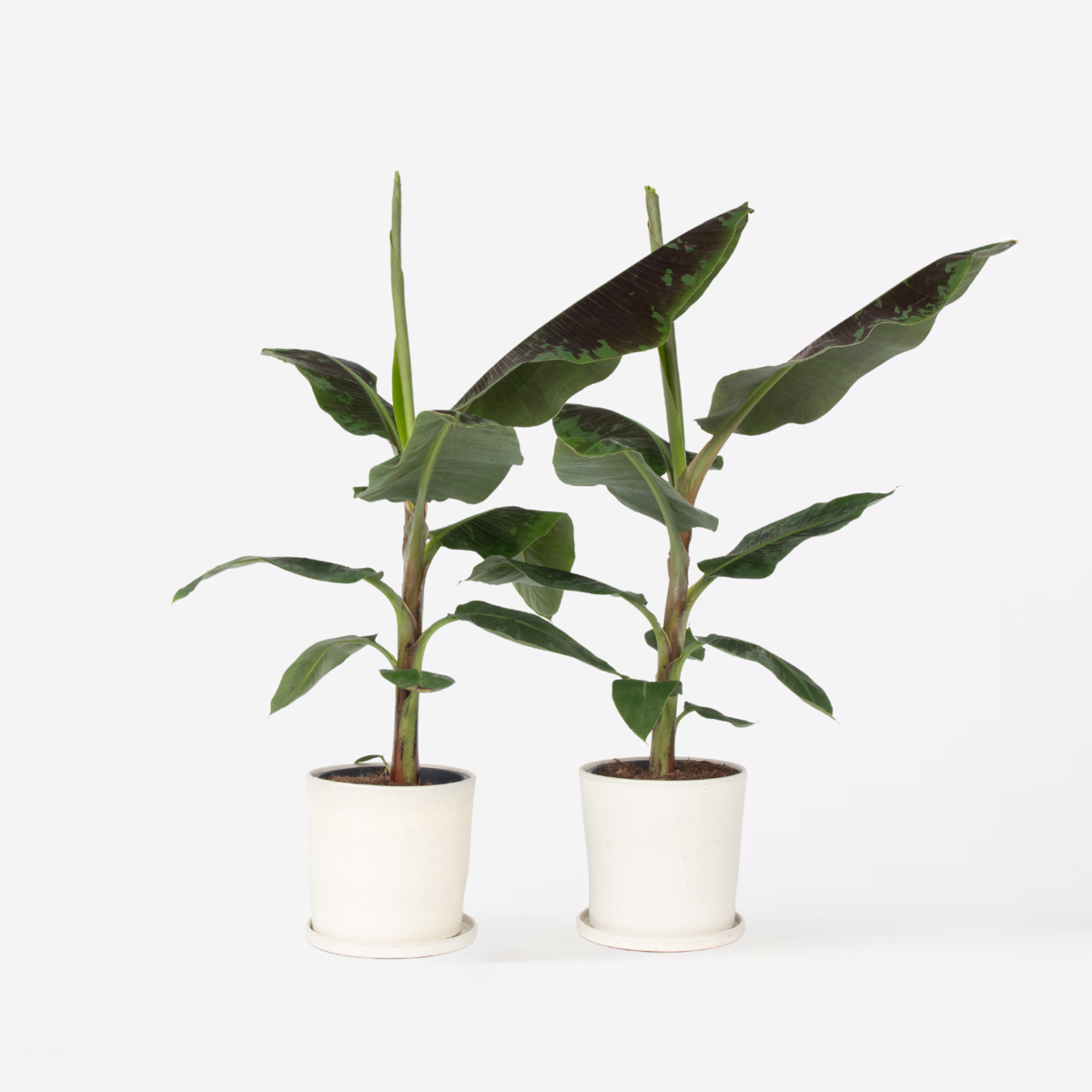 Florastore Bananväxt - Set Om 2 - Musa 'Dwarf Cavendish' - Höjd 90-100Cm - ⌀21Cm