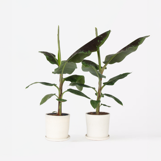 Florastore Bananväxt - Set Om 2 - Musa 'Dwarf Cavendish' - Höjd 90-100Cm - ⌀21Cm