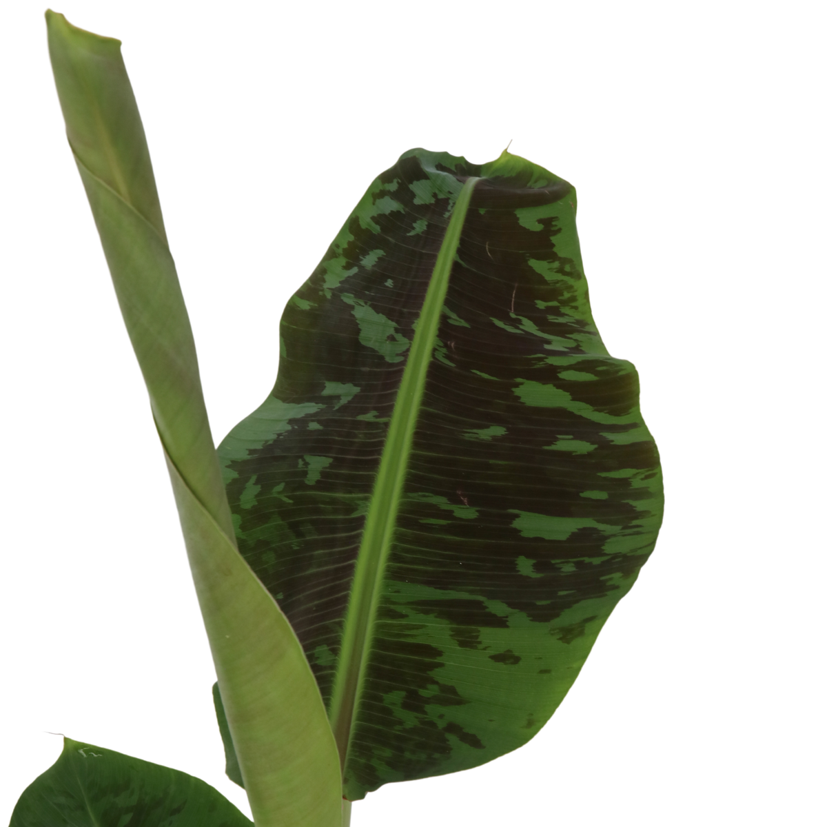 Out Of Category Houseplants Bananväxt - Set Om 2 - Musa 'Dwarf Cavendish' - Höjd 90-100Cm - ⌀21Cm