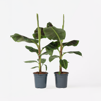 Out Of Category Houseplants Bananväxt - Set Om 2 - Musa 'Dwarf Cavendish' - Höjd 90-100Cm - ⌀21Cm