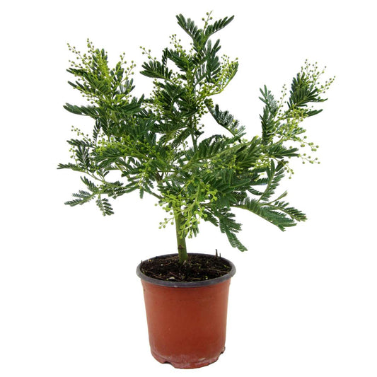 Florastore Mimosaträd - Mimosa Dealbata - Höjd 40-50Cm - ⌀15Cm