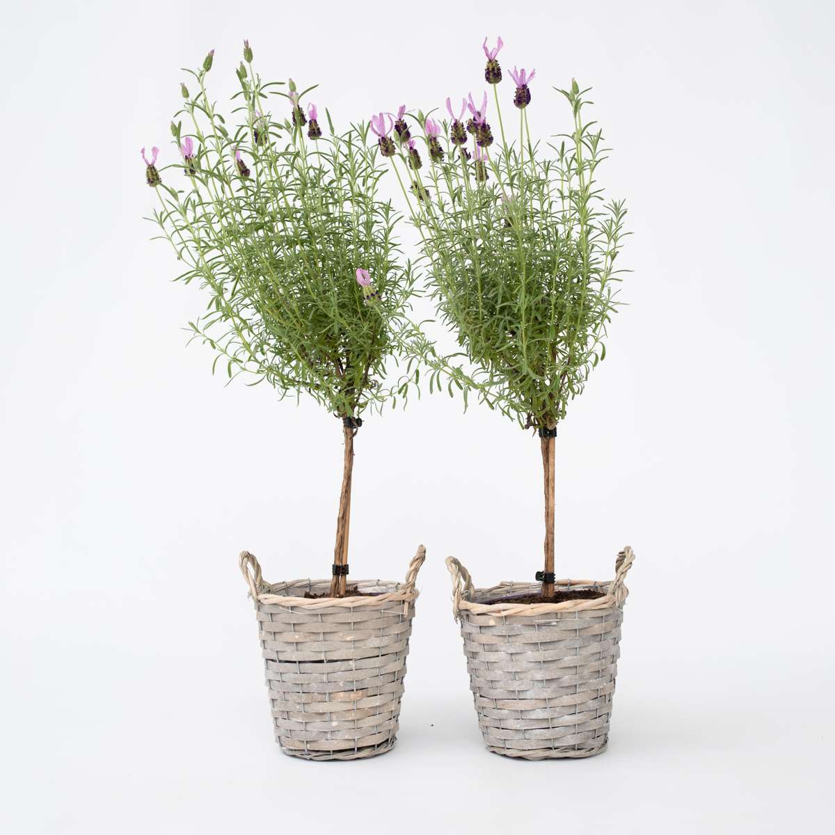 Florastore Lavendelträd - Set Om 2 - Lavandula Stoechas 'Anouk' - Höjd 45-55Cm - ⌀15Cm