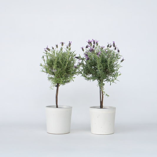 Florastore Lavendelträd - Set Om 2 - Lavandula Stoechas 'Anouk' - Höjd 45-55Cm - ⌀15Cm