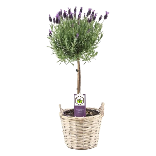 Florastore Lavendelträd - Lavandula Stoechas 'Anouk' - Höjd 45-55Cm - ⌀15Cm