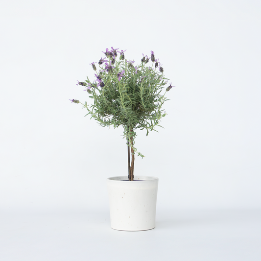 Florastore Lavendelträd - Lavandula Stoechas 'Anouk' - Höjd 45-55Cm - ⌀15Cm