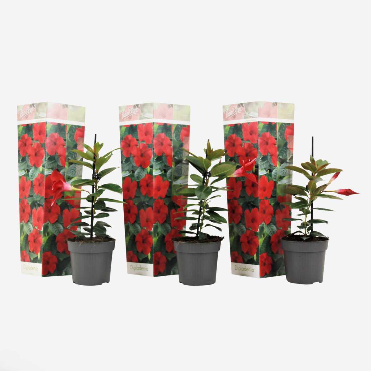 Florastore Bägarranka - Set Om 3 - Dipladenia Sanderii 'Rio Red' - Höjd 25-40Cm - ⌀9Cm
