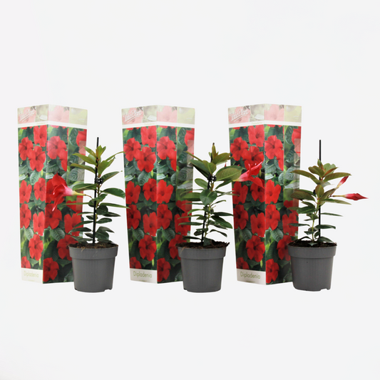 Florastore Bägarranka - Set Om 3 - Dipladenia Sanderii 'Rio Red' - Höjd 25-40Cm - ⌀9Cm