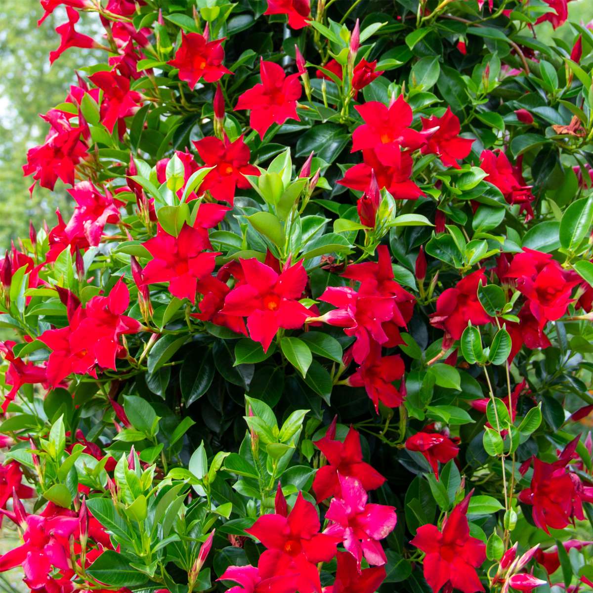 Other Garden Plants Bägarranka - Set Om 3 - Dipladenia Sanderii 'Rio Red' - Höjd 25-40Cm - ⌀9Cm