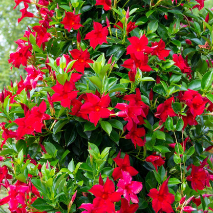 Other Garden Plants Bägarranka - Set Om 3 - Dipladenia Sanderii 'Rio Red' - Höjd 25-40Cm - ⌀9Cm