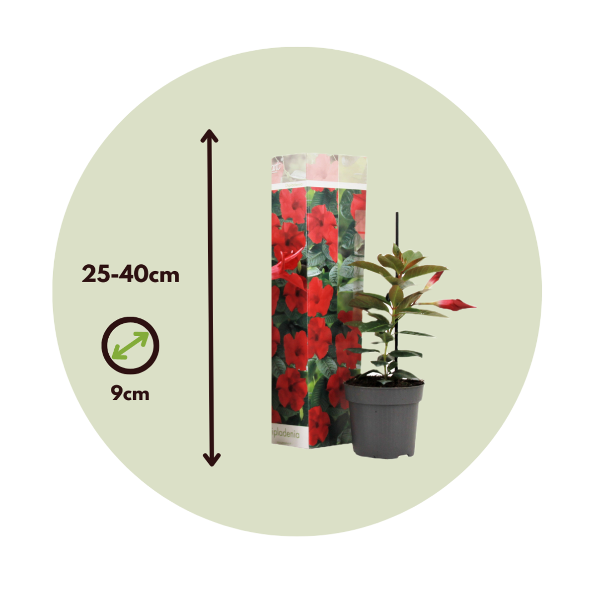 Other Garden Plants Bägarranka - Set Om 3 - Dipladenia Sanderii 'Rio Red' - Höjd 25-40Cm - ⌀9Cm