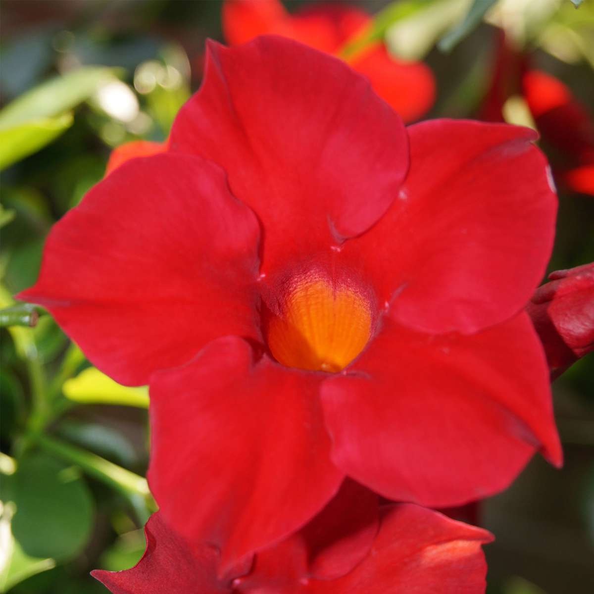 Other Garden Plants Bägarranka - Set Om 3 - Dipladenia Sanderii 'Rio Red' - Höjd 25-40Cm - ⌀9Cm
