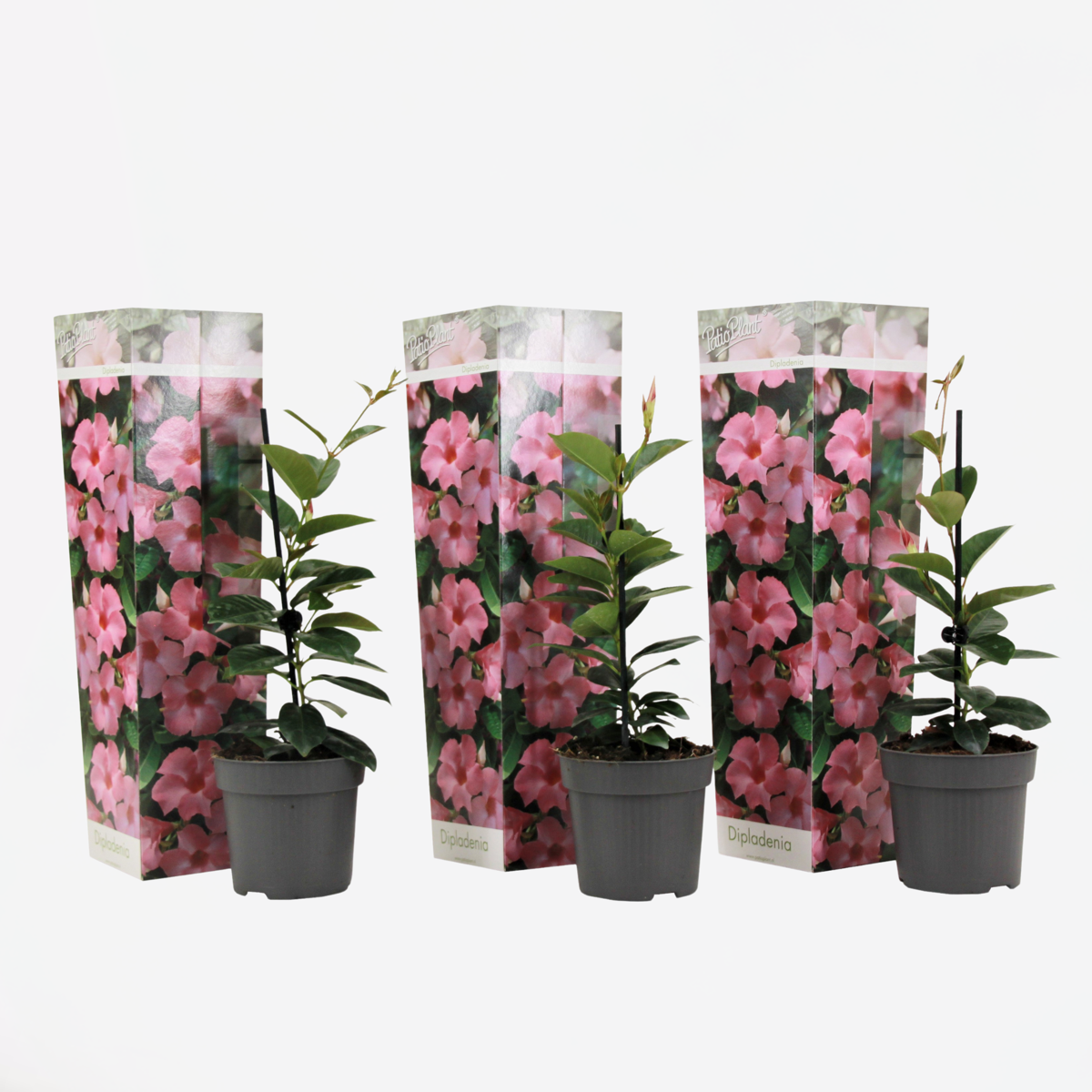 Florastore Bägarranka - Set Om 3 - Dipladenia Sanderii 'Rio Pink' - Höjd 25-40Cm - ⌀9Cm