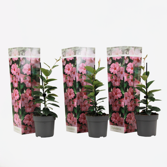Florastore Bägarranka - Set Om 3 - Dipladenia Sanderii 'Rio Pink' - Höjd 25-40Cm - ⌀9Cm