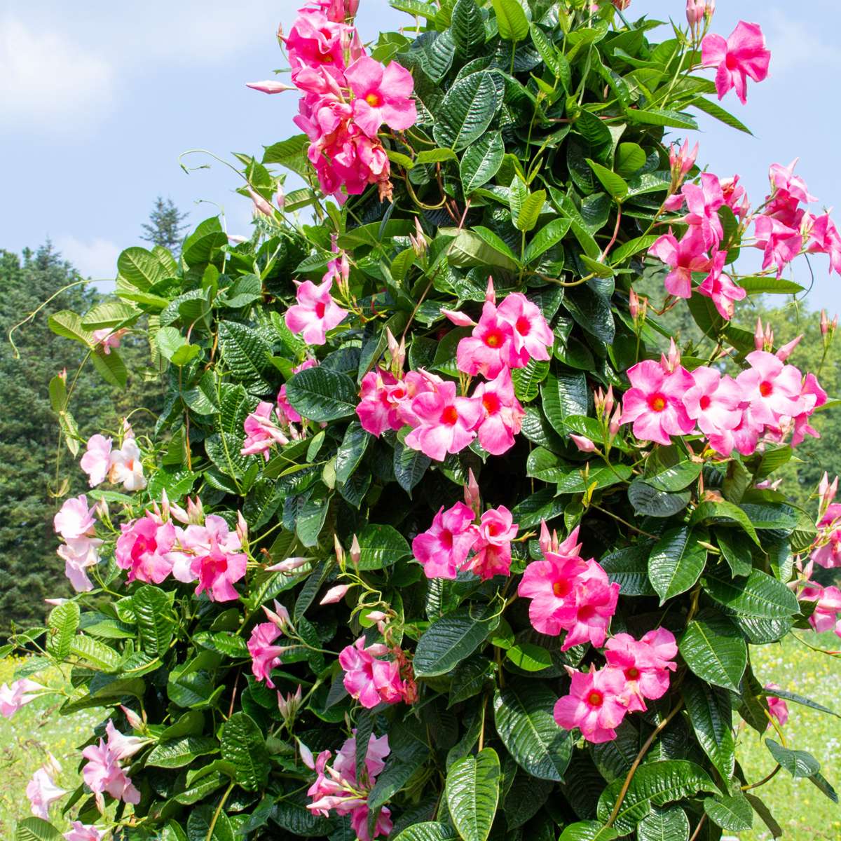 Other Garden Plants Bägarranka - Set Om 3 - Dipladenia Sanderii 'Rio Pink' - Höjd 25-40Cm - ⌀9Cm