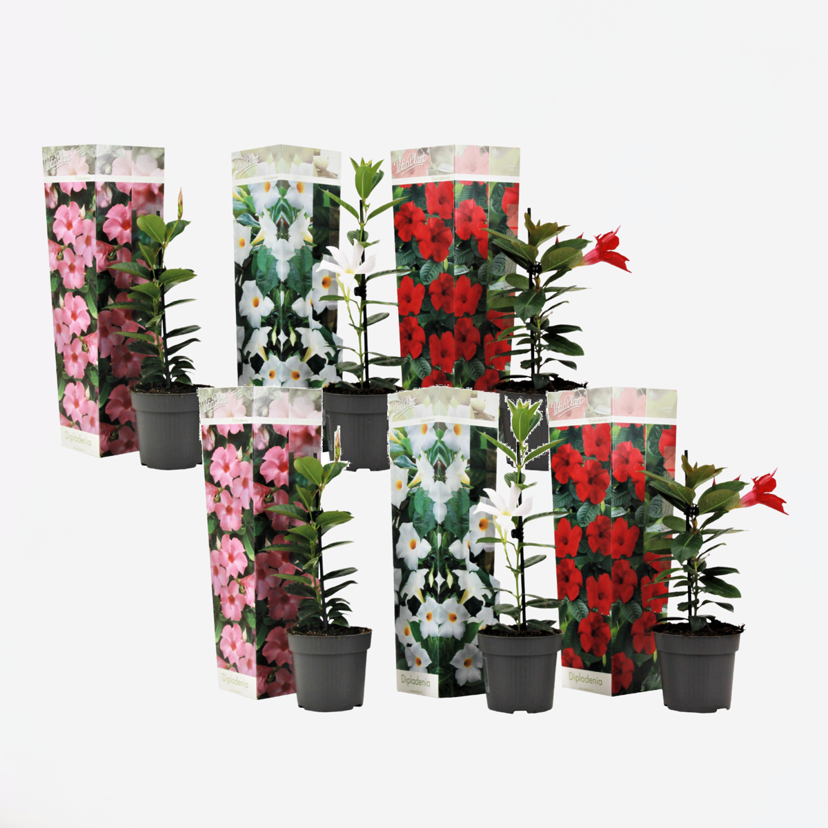 Florastore Bägarranka - Set Om 6 - Dipladenia Sanderii 'Rio Mix' - Höjd 25-40Cm - ⌀9Cm
