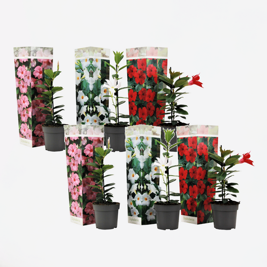 Florastore Bägarranka - Set Om 6 - Dipladenia Sanderii 'Rio Mix' - Höjd 25-40Cm - ⌀9Cm