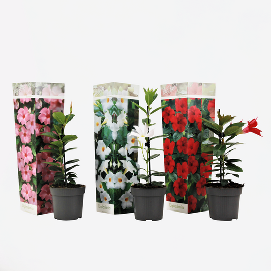Florastore Bägarranka - Set Om 3 - Dipladenia Sanderii 'Rio Mix' - Höjd 25-40Cm - ⌀9Cm
