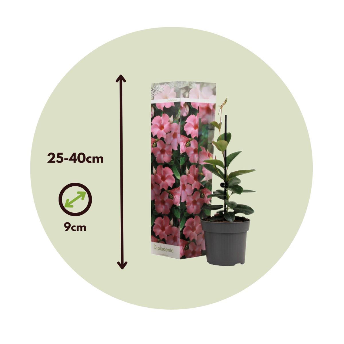 Other Garden Plants Bägarranka - Set Om 3 - Dipladenia Sanderii 'Rio Mix' - Höjd 25-40Cm - ⌀9Cm