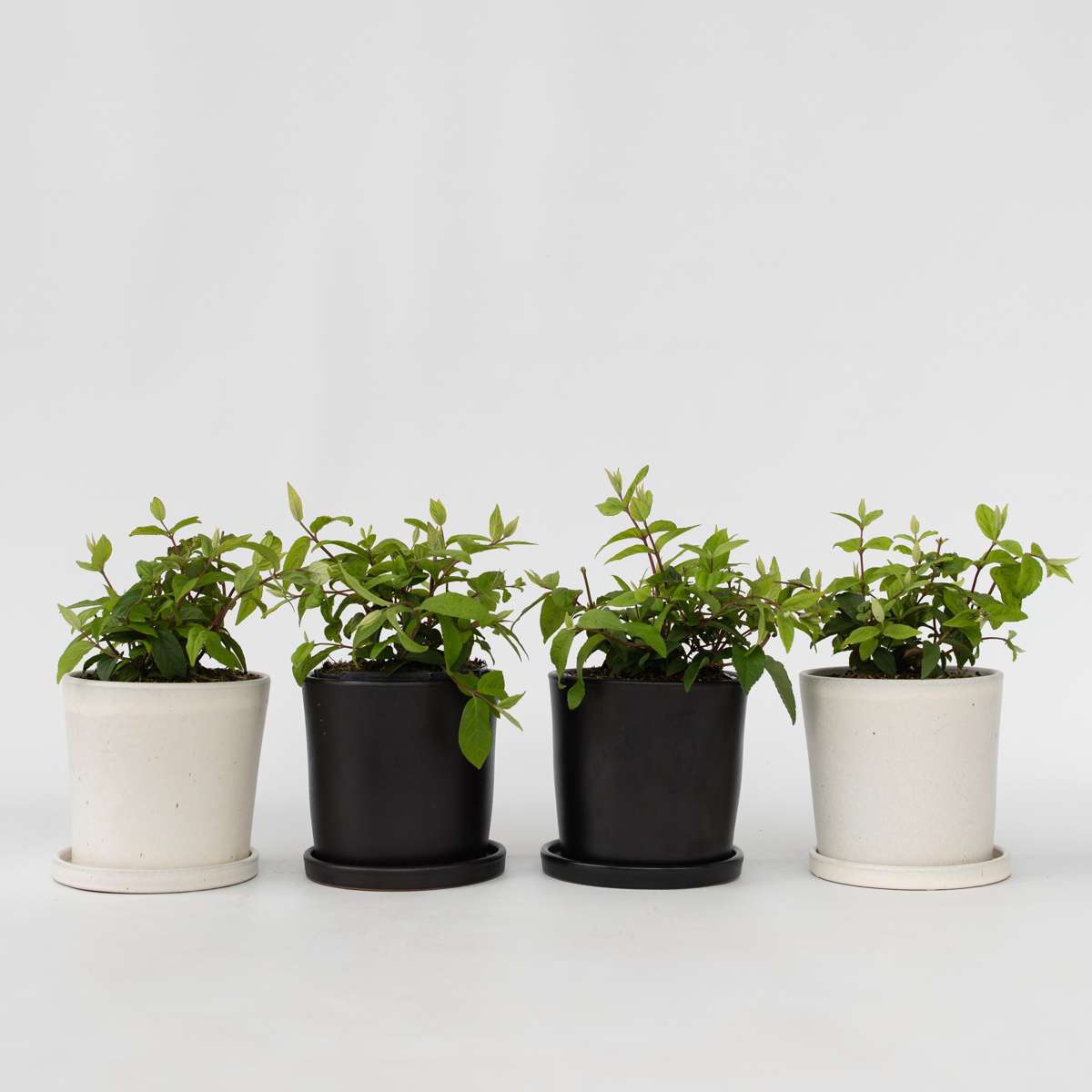 Florastore Rosendeutzia - Set Om 4 - Deutzia 'Strawberry Fields' - Höjd 25-40Cm - ⌀17Cm