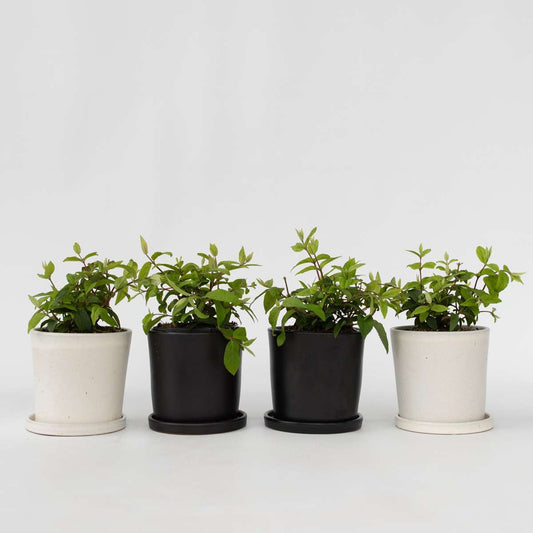 Florastore Rosendeutzia - Set Om 4 - Deutzia 'Strawberry Fields' - Höjd 25-40Cm - ⌀17Cm