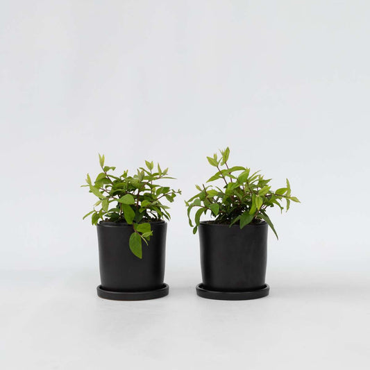 Florastore Rosendeutzia - Set Om 2 - Deutzia 'Strawberry Fields' - Höjd 25-40Cm - ⌀17Cm