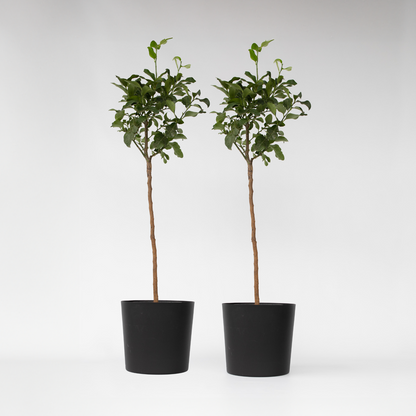 Fruit Trees Citronträd - Set Om 2 - Citrus Limon - Höjd 100-120Cm - ⌀19Cm