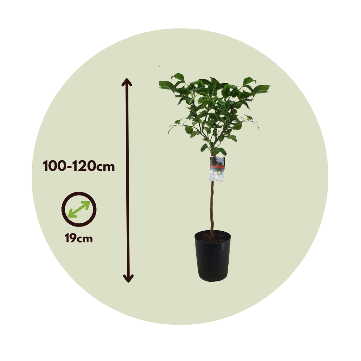 Fruit Trees Citronträd - Set Om 2 - Citrus Limon - Höjd 100-120Cm - ⌀19Cm
