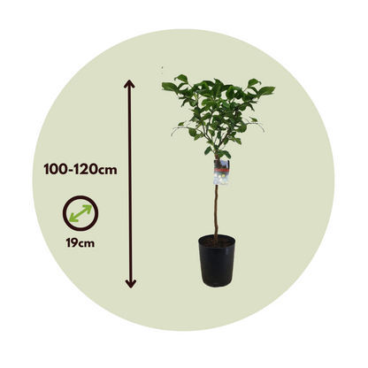 Fruit Trees Citronträd - Set Om 2 - Citrus Limon - Höjd 100-120Cm - ⌀19Cm