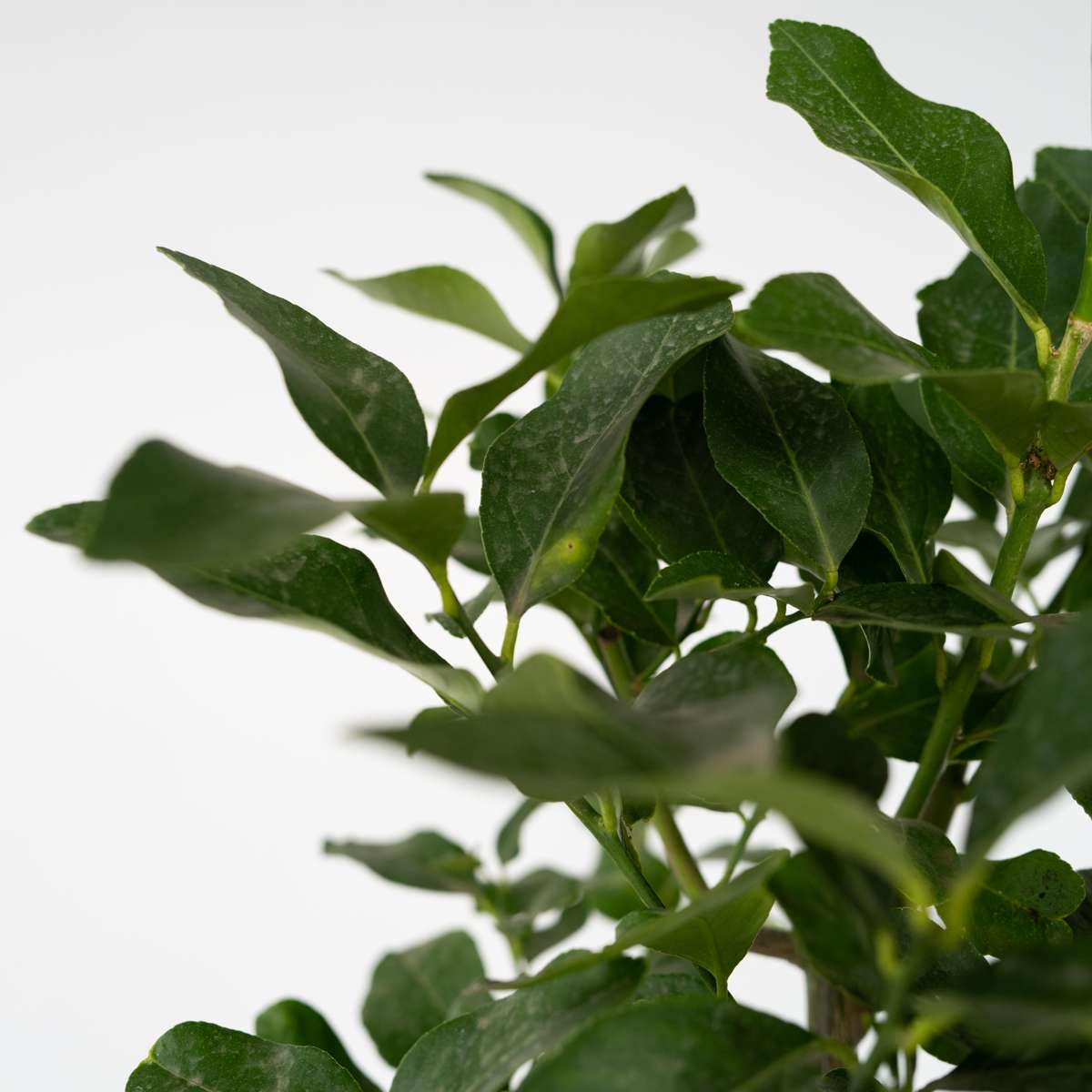 Fruit Trees Citronträd - Set Om 2 - Citrus Limon - Höjd 100-120Cm - ⌀19Cm