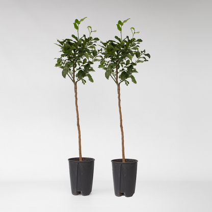 Fruit Trees Citronträd - Set Om 2 - Citrus Limon - Höjd 100-120Cm - ⌀19Cm