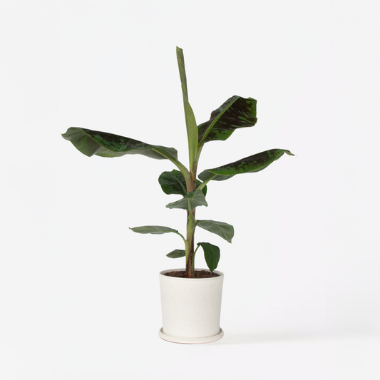 Florastore Bananväxt - Musa 'Dwarf Cavendish' - Höjd 90-100Cm - ⌀21Cm
